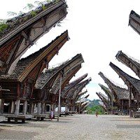 toraja
