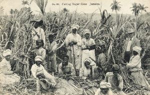 На уборке сахарного тростника, Ямайка