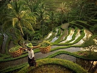 Вкус Индонезии - путешествие на Яву и Бали: день 2