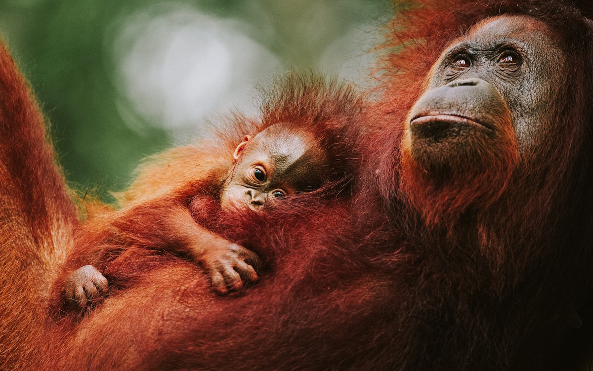 Животный мир Индонезии - орангутан с детенышем